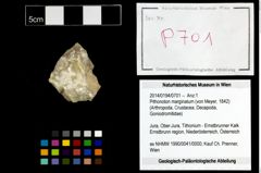 Foto (Objekt + Etikett) von Pithonoton marginatum (von Meyer, 1842)  (NHMW-GEO-2014-0194-0701)